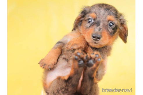 成約済の東京都のカニンヘンダックスフンド(ロングヘアード)-203758の4枚目